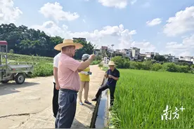 如何防治病虫害？郁南农技人员深入田间指导水稻生产图片
