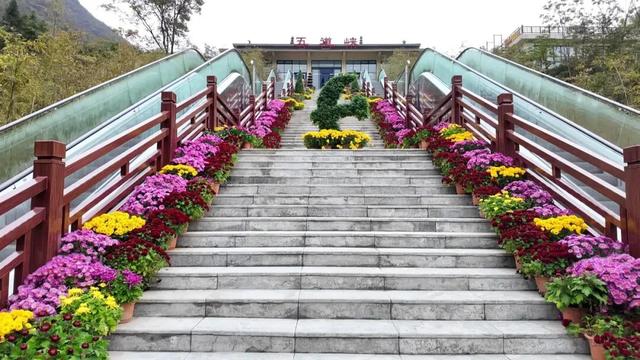 不是花中偏爱菊，此花开尽更无花！保康五道峡景区菊开成海