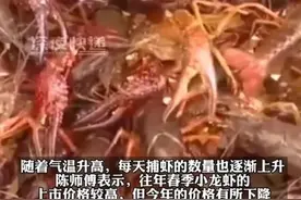 价格大降！小龙虾接近腰斩，摊主：预计4月中旬左右最低图片