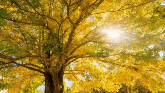 落叶、麦田、银杏……快来收藏这份秋日漫步地图