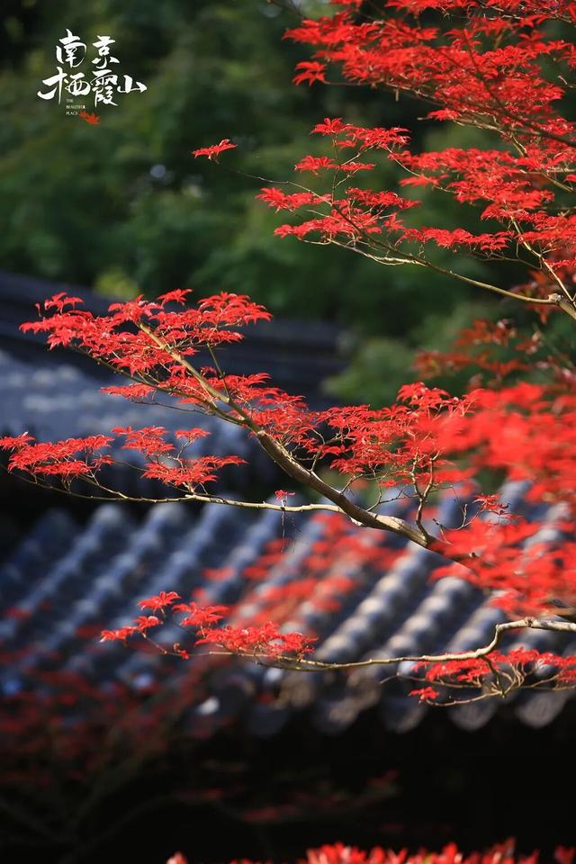 6号线！赶紧和栖霞山“奔现”吧！！