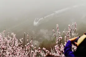 居庸关花海迎盛开期  本周末起将举办首届头雁市集图片
