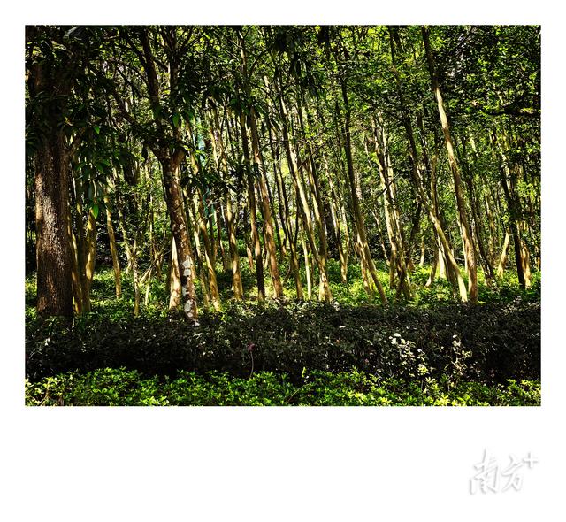 古香林·秋韵