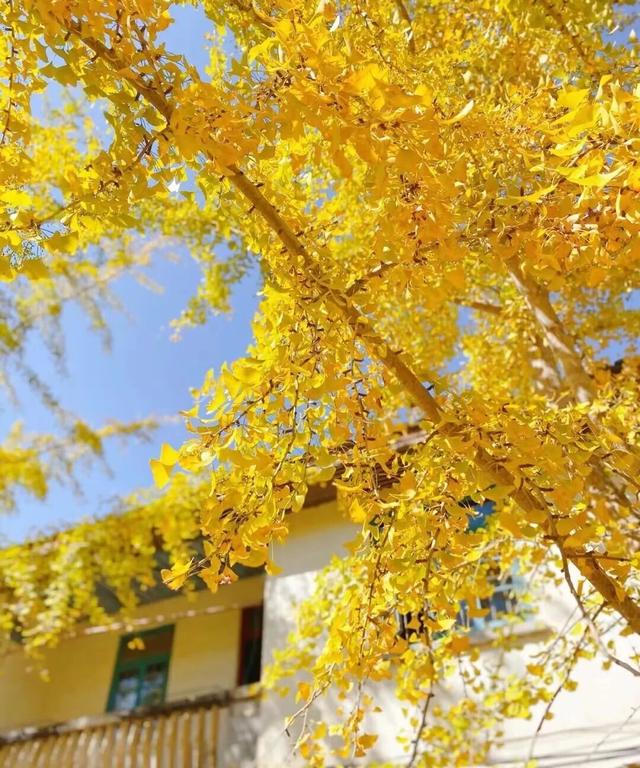 初冬胜春，韶关最美季来了，快来打卡