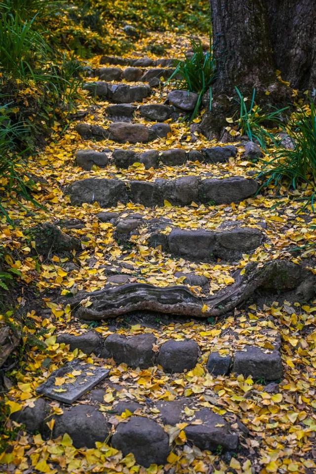 现存数量最多！赏银杏就来珠峰村