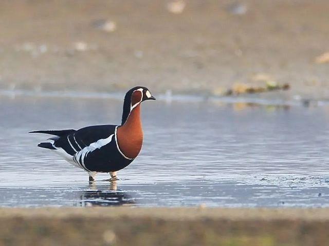 北京号最精彩 | 太惊喜！京城第一波蜡梅开啦！位置就在——
