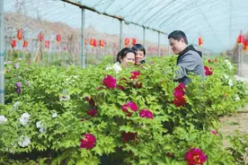 柏乡：千年汉牡丹焕发新活力图片