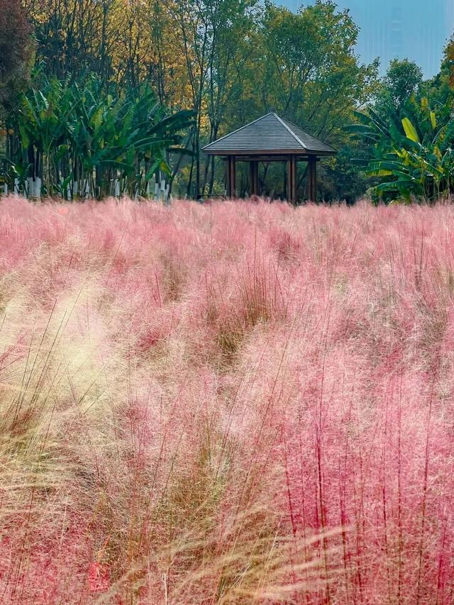 原来冬日里的江西，也会“花开成海”！
