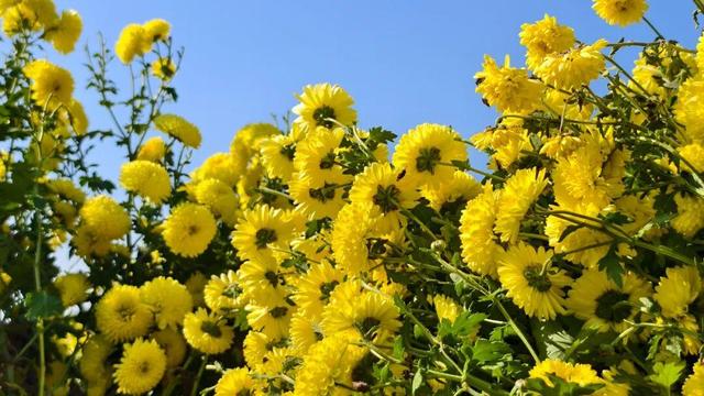 嘿，一起“采菊东篱”，就在这→