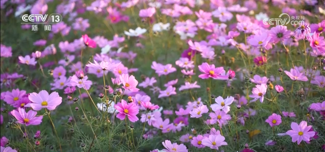 特色“秋日颜值”转化为“文旅产值” 各地“赏秋经济”热力十足