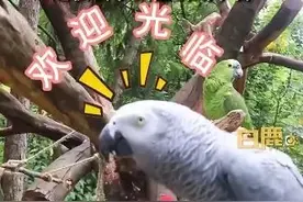 鹦鹉骂游客？还教坏别的鹦鹉？园方苦恼：矫正1年，被它骂了1年图片