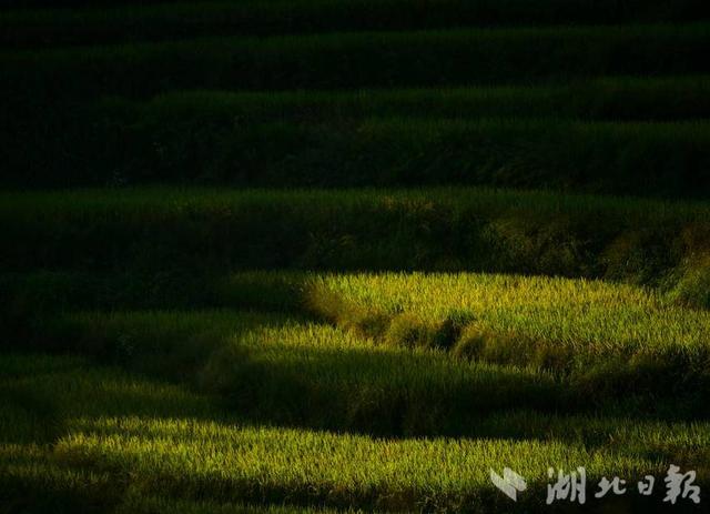蕲春雾云山这幅“稻海云海图”绝了！