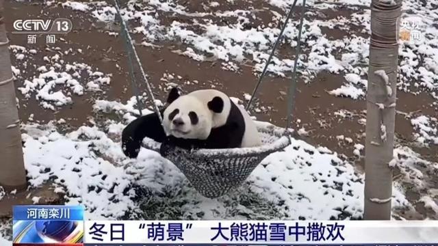 “洛阳怎么一下雪，就封神。”