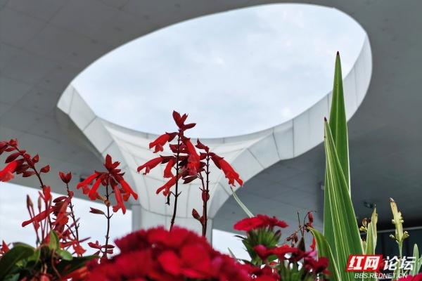 每一片叶子，都是大地写就的诗行——向野而生的大泽湖湿地公园