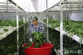 来凤县旧司镇：春蚕养殖忙 致富有“桑”机图片