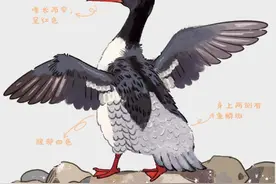 神奇动物在山东①丨中华秋沙鸭图片