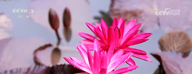 “秋日经济”活力满满 “赏秋+”催动文旅消费“热”力四射