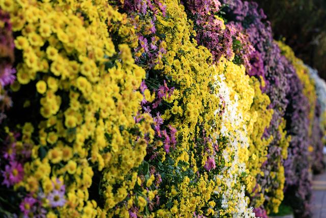 昆明大观楼菊花绽放