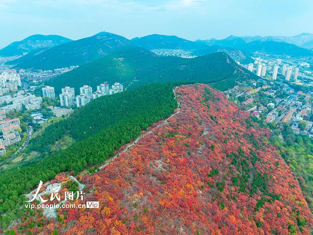 山东济南：看秋色“平分”
