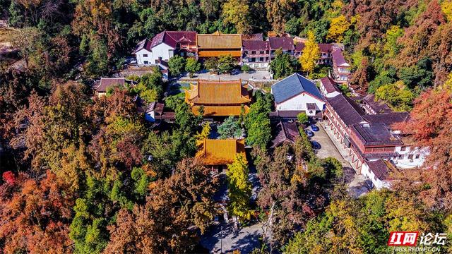 岁暖时刻丨这个季节的岳麓山，连风都是温柔的