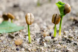 云南咖啡火了！原来还能这样喝图片