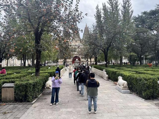 游客为柿子而来，五塔寺里有一处网红拍照点