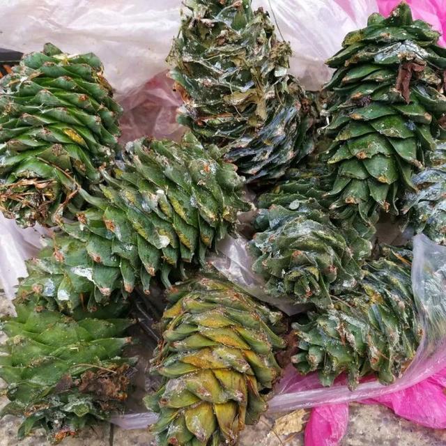 乘着高铁游白山 | 双节同庆 长白山下双节梦幻4日游