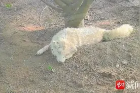 河北一动物乐园内白狐受伤奄奄一息？园方：发情期间打斗受伤，已积极治疗并单独隔离观察图片