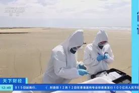 禽流感蔓延，巴西南部近千只海豹和海狮死亡图片