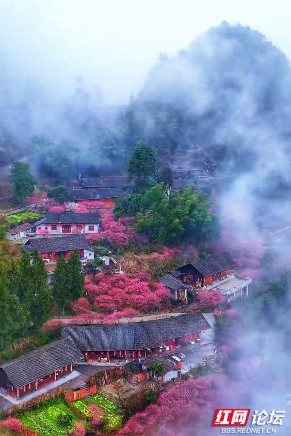 【赴春之约】晨雾漫过青瓦，胭红缀满春山