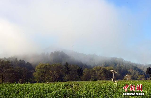 武夷山茶园冬日景致迷人