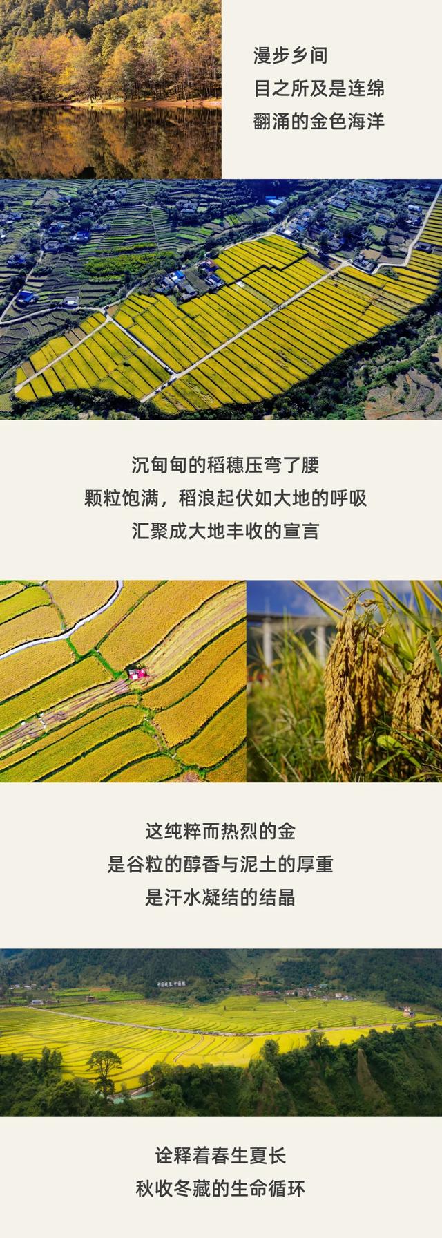 【跟着川超游凉山】不开玩笑，德昌秋天就长这样！