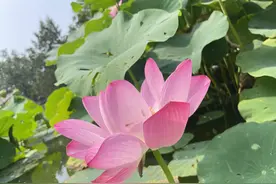 专家谈古莲“复活”：丰富种质资源，还可用于出土文物考证图片