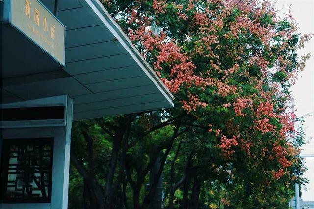 心动！宿城又涨“粉”了