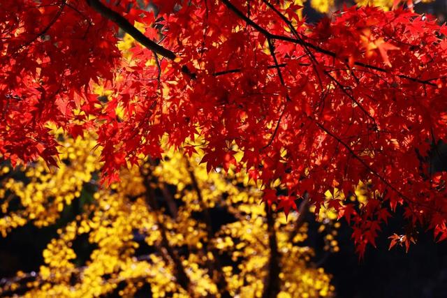 此时此刻，最美的栖霞山！