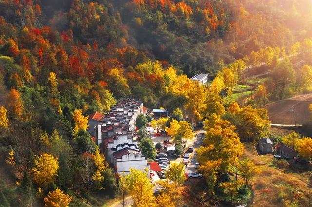 银杏黄了！安陆红了！