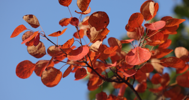 站前广场新盖一座小亭子，秋日出游更丝滑～