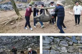 观察＋丨扮野人、抓野猪、流放宁古塔……景区出奇，也别太“野”了图片