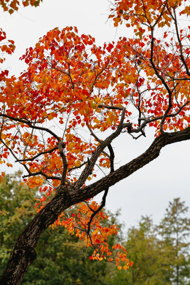 上海，红了！红叶刷屏预警