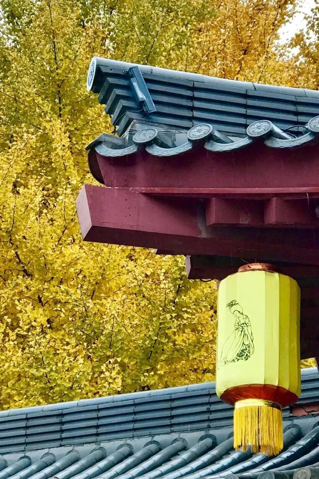 曲江银杏观赏季丨漫步金色世界，享受秋日时光