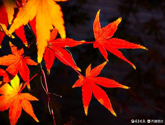 冬日枫树叶，五彩斑斓景致绝美