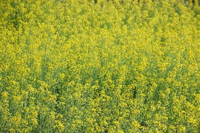 澜沧上允镇：春意渐浓 油菜花开赏花正当时