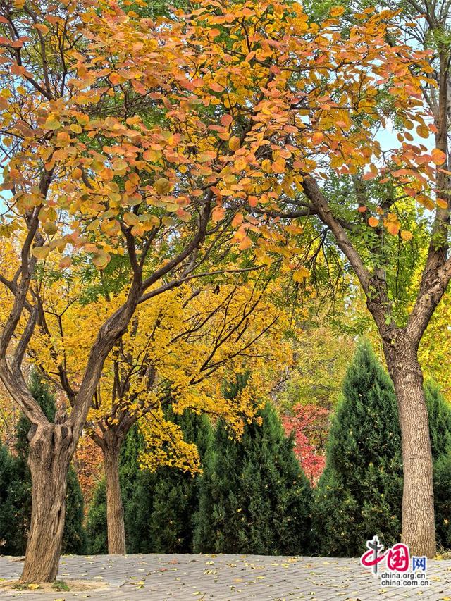 高舜礼：“三苏”墓园的旅游能否加速腾飞？