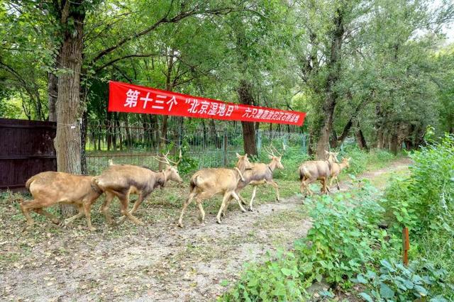 大美北京|6只麋鹿安家汉石桥 北京湿地面积达6.12万公顷