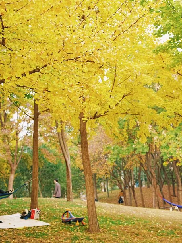 郑州人私藏的8个赏秋胜地！