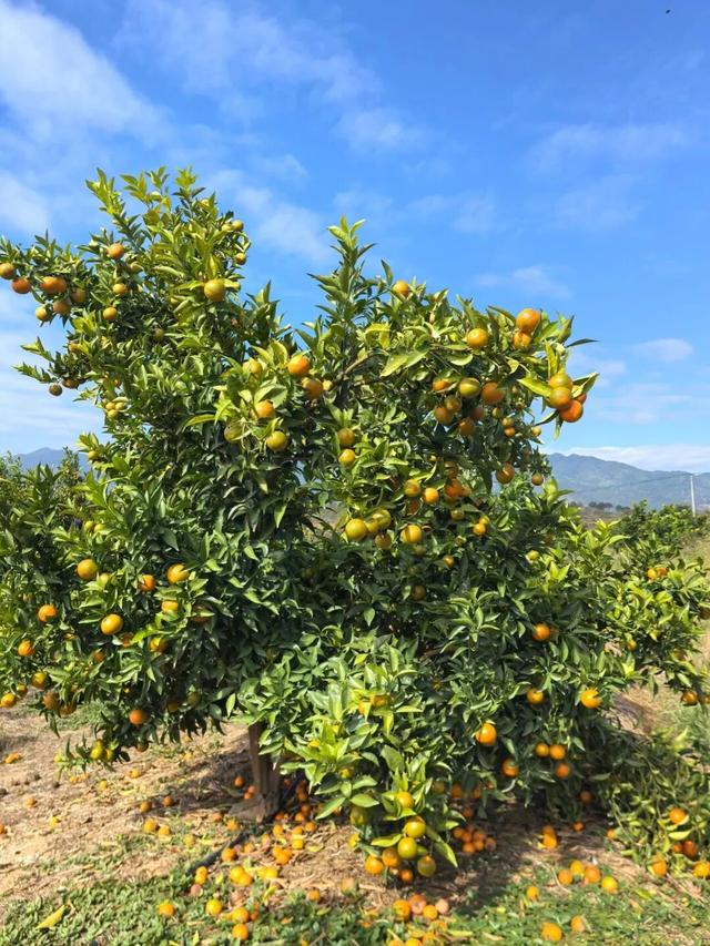 躲进闽西的初冬！来龙岩一键打包古城烟火+爆汁脐橙
