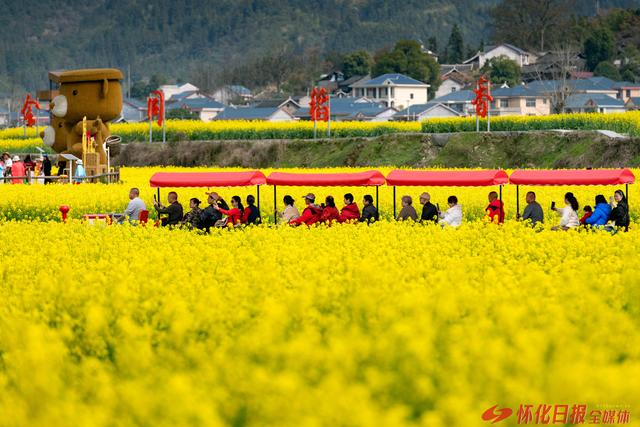 图说 | 金色花海迎客来 稻香诗田春意浓