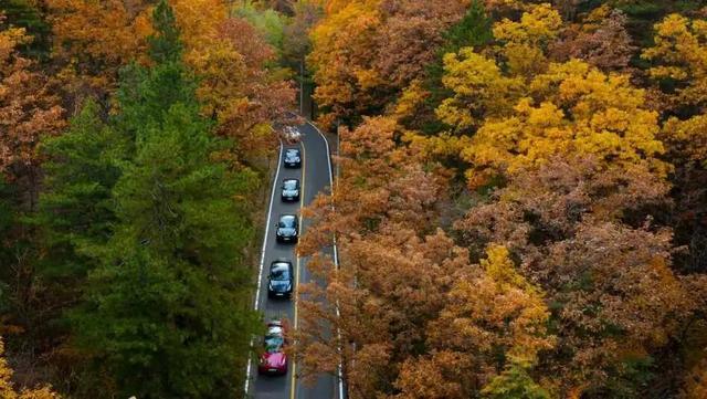 别再问了！洛阳秋色天花板，就藏在这里→