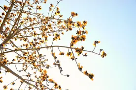 广西西林：木棉花开迎春来图片