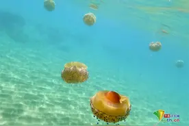 西班牙煎蛋水母美丽诱人图片
